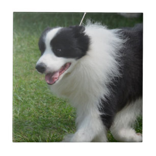 Carreau Chiot mignon de border collie