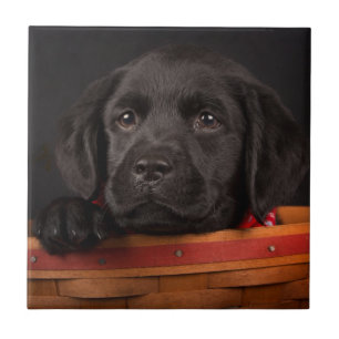 Carreau Chiot noir de labrador retriever dans un panier