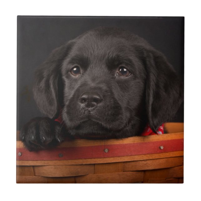 Carreau Chiot noir de labrador retriever dans un panier (Devant)