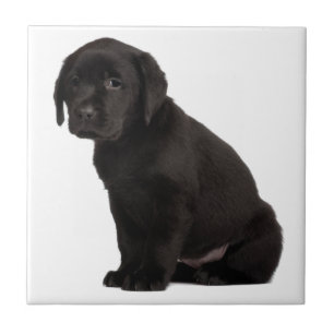 Carreau Chiot noir du Labrador