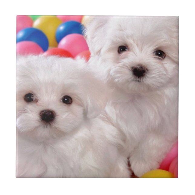 Carreau Chiots blancs dans les boules colorées (Devant)