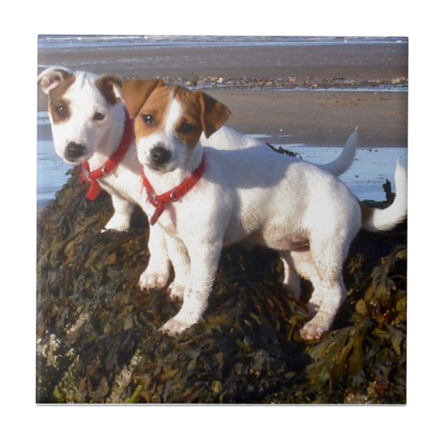 Carreau Chiots de Jack Russell (Devant)