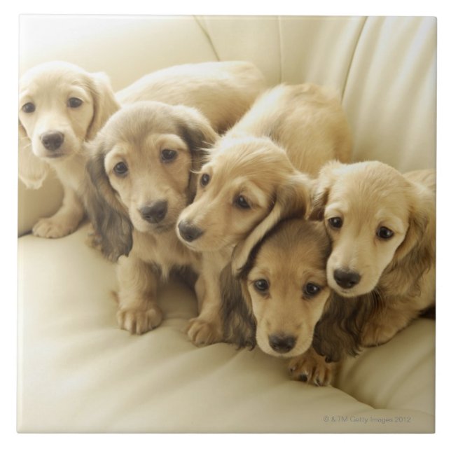 Carreau Chiots de saucisse (Devant)