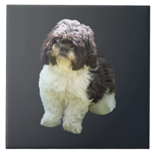 Carreau Chiots Shih Tzu Adorables