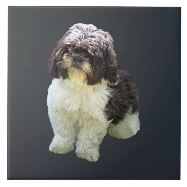 Carreau Chiots Shih Tzu Adorables (Devant)