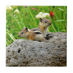 Carreau Chipmunks