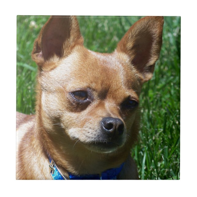 Carreau Chiwawa (Devant)