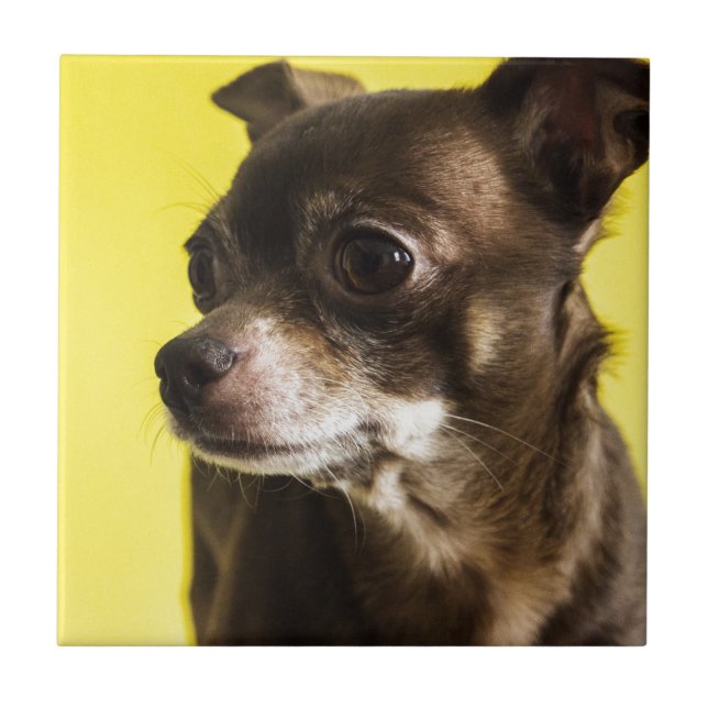 Carreau chiwawa (Devant)