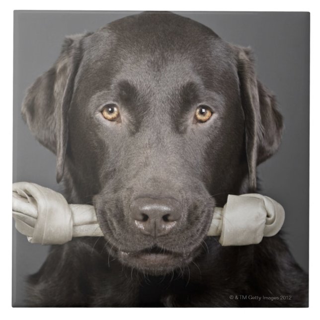Carreau Chocolat Labrador (Devant)
