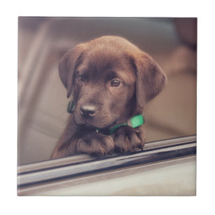 Carreau Chocolat Labrador Puppy In Car