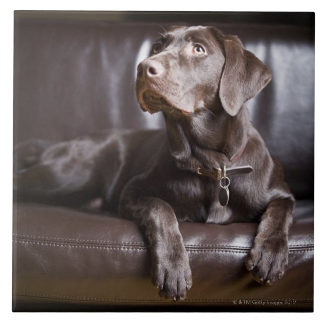 Carreau Chocolat labrador retriever (Devant)