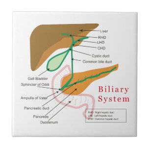 Carreau Cholagogue biliaire de diagramme de diagramme de