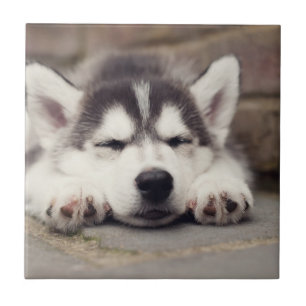 Carreau Chuppy Husky Sleeping