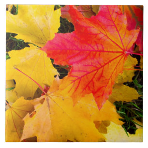 Carreau Chute des feuilles d'érable au sol