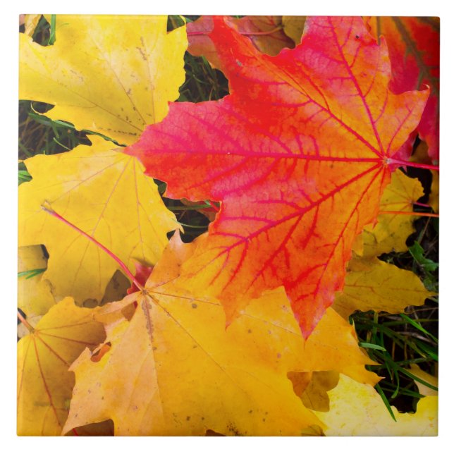 Carreau Chute des feuilles d'érable au sol (Devant)