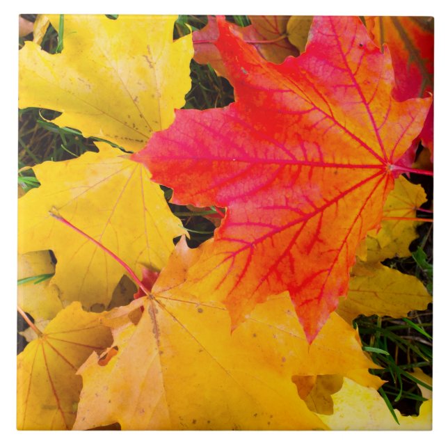 Carreau Chute des feuilles d'érable au sol (Devant)