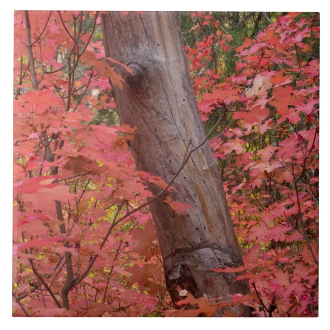 Carreau Chute en rose en Sedona (Devant)