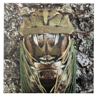 Carreau Cicada