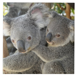 Carreau Cinereus Queensland de Phascolarctos de koala.