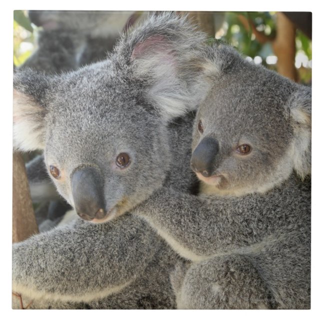 Carreau Cinereus Queensland de Phascolarctos de koala. (Devant)