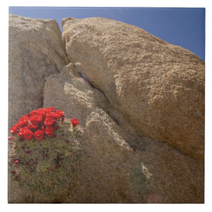 Carreau Claret cup ou cactus de Mojave en fleurs