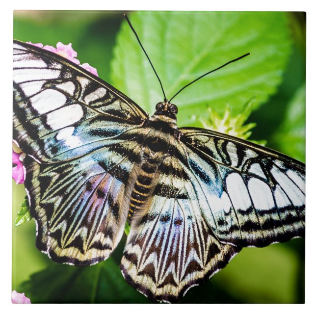 Carreau Clipper bleu (Devant)