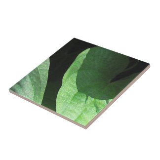 Carreau Closeup feuille dans la lumière et l'ombre