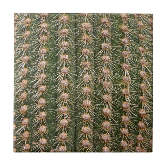 Carreau Clôture de cactus (Devant)