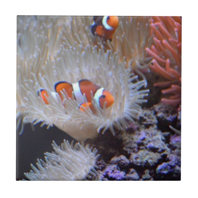 Carreau Clownfish (Devant)