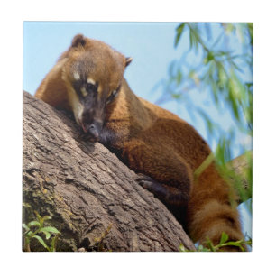 Carreau Coati sud-américain dans l'arbre