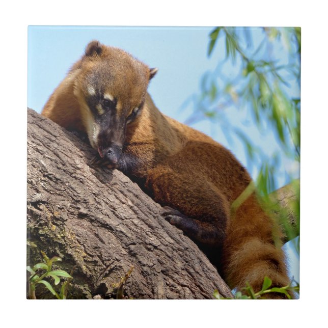Carreau Coati sud-américain dans l'arbre (Devant)