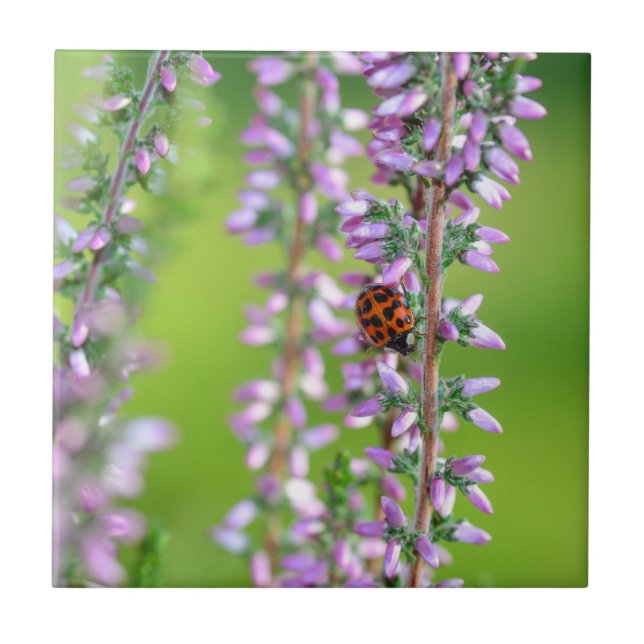 Carreau Coccinelle sur des fleurs violettes    (Devant)