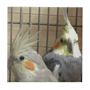 Carreau Cockatiels