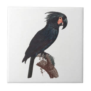 Carreau Cockatoo de palme, perroquet de probosciger
