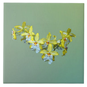 Carreau Coeur d'orchidées Vuylstekeara jaune et blanc
