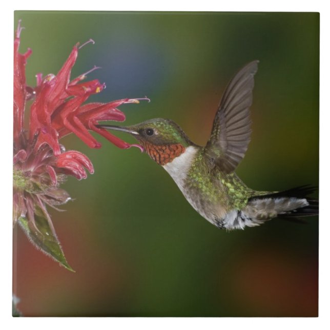 Carreau Colibri à gorge rubis mâle (Devant)