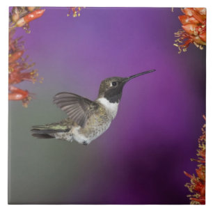 Carreau Colibri, Archilochus alexandri,