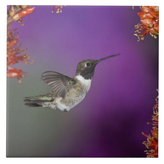 Carreau Colibri, Archilochus alexandri, (Devant)