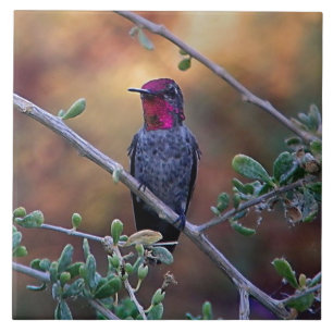 Carreau Colibri au coucher du soleil