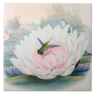 Carreau Colibri Chlorostilbon Portmanni par Gould
