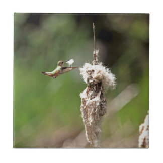 Carreau Colibri construisant un nid