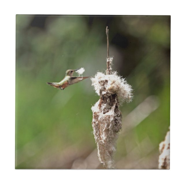 Carreau Colibri construisant un nid (Devant)