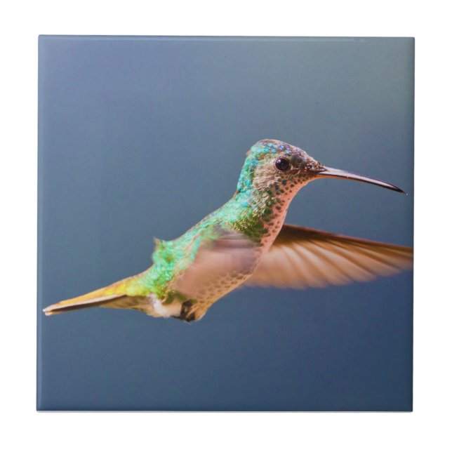 Carreau Colibri coupé la queue d'or de saphir en vol (Devant)