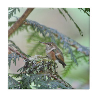Carreau Colibri de bébé collant sa langue