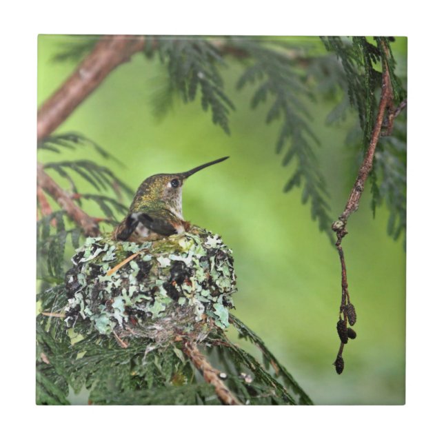Carreau Colibri de mère sur le nid (Devant)