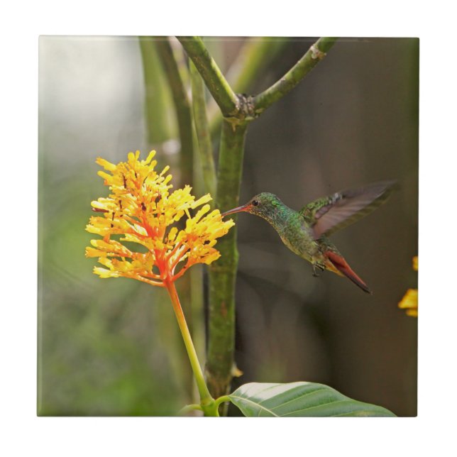 Carreau Colibri et fleur tropicaux (Devant)