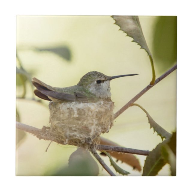 Carreau Colibri femelle sur son nid (Devant)