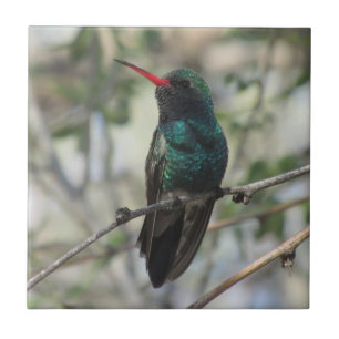 Carreau colibri Large-affiché