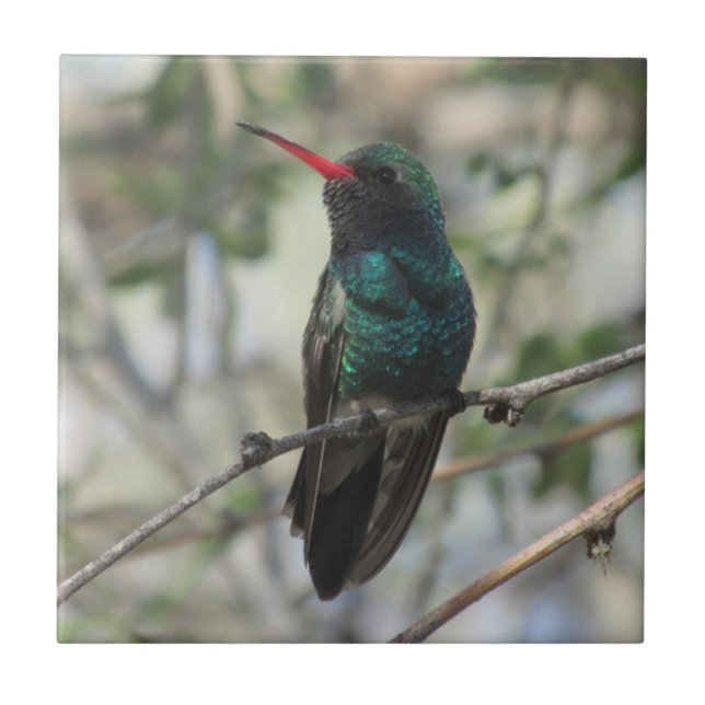 Carreau colibri Large-affiché (Devant)