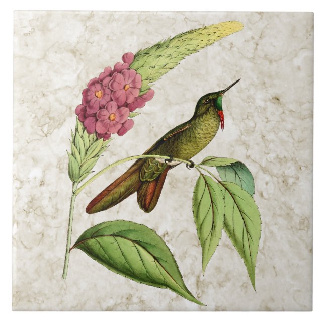 Carreau Colibri olivacé de cru de Thornbill (Devant)